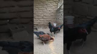 GALLOS Y GALLINAS NAVAJERAS VENTA [upl. by Otecina]