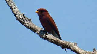 Broadbilled Roller call  sound [upl. by Fred454]