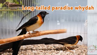 Longtailed paradise whydah [upl. by Sontag]