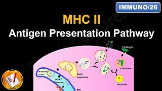 Antigen Processing and Presentation PART II MHC II Antigen Presentation Pathway FLImmuno26 [upl. by Shutz]