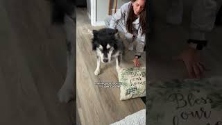 can huskies solve everything husky huskies dogvideos [upl. by Erminie163]