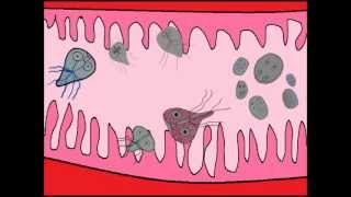 Ciclo da Giardíase [upl. by Sethi]