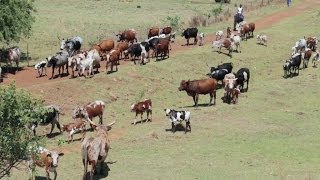 Nguni Cattle Drive  South African Cattle Ranch  Canon EOS 70D [upl. by Kirenoj455]