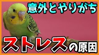 【インコの意外なストレスの原因】気付かずやっていませんか？ セキセイインコ・コザクラインコ Budgerigar [upl. by Muryh]