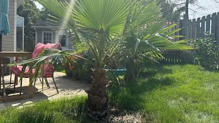 How to grow Washingtonia robusta part 26 6 years [upl. by Hoppe784]