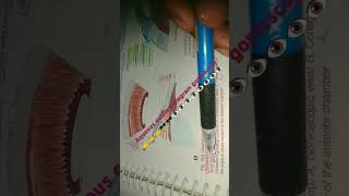 gonioscopy diagram eye anatomy ✍️✍️✍️✍️✍️✍️🕶️🕶️🕶️🕶️👁️👁️👁️👁️ [upl. by Kalin435]