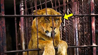 Circus Lion Spends 13 Yrs in Tiny Cage Then THIS Happens When He Feels Grass For The First Time [upl. by Levram50]