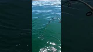 Entra a ver el nuevo video de pesca de pezgallo [upl. by Yona240]