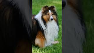 Long hair dog breed dog doglover longhair [upl. by Eedissac]