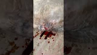 Preputial skin reconnect surgery in a months male calf animal shortsvideo surgeryday phonk [upl. by Michale771]