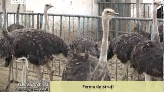 Ferma de struti [upl. by Ijat328]