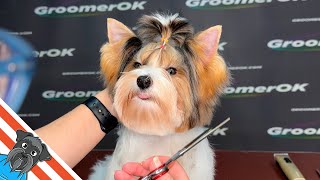 Biewer Yorkie Puppys First Grooming Adventure  Adorable Elegance Unleashed [upl. by Ecinom969]