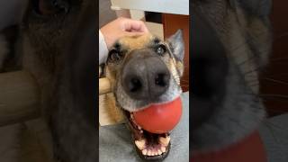 Rainier Dinner and Play doglover germanshepherd adorable dog cutedog fypシ゚viral fyp aww [upl. by Nnylyt]