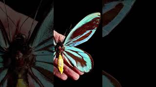 The Worlds Largest Butterfly  Record Breaking Butterflies and Moths [upl. by Alyakim]