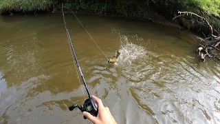 Fishing in a Creek for Smallmouth Bass with the Whopper Plopper [upl. by Buddie]