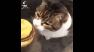 Here kitty you can has cheeseburger cat [upl. by Nosnej929]