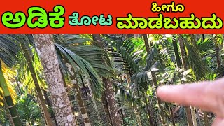 ಅಡಿಕೆ ತೋಟ ಹೀಗೂ ಮಾಡಬಹುದೇ 🤔 wonderful arecanut plantation🌴 [upl. by Ellebanna]