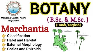 Marchantia  Morphology Of Marchantia  BSc 1st year BotanyMarchantia Thallus Marchantia in Hindi [upl. by Virg]