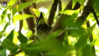 Sound of Coppersmith Barbet [upl. by Sand]