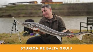 Pescuit la method feeder dupa sturion pe Balta Gruiu [upl. by Susannah]