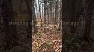 Fall walk with hounds and lurchers Enjoying the fall leaves warmer weather [upl. by Zelma]