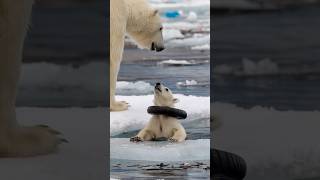 A touching story about a mother bear rescuing a seriously injured cub in the harsh Arctic region [upl. by Inar]