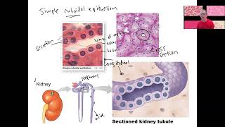 34 epithelial types [upl. by Alvy]