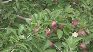 Apple orchard farmers thrilled for a successful harvest [upl. by Isola]