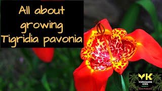 All about growing Tigridia pavonia [upl. by Zerep]