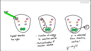 133 Structure and Function of the Photosystems Cambridge AS A Level Biology 9700 [upl. by Rednijar39]