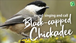 BlackCapped Chickadee Calls Song and Sounds  Chickadeedeedee Call Seet call etc [upl. by Greiner486]