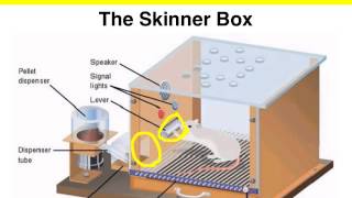 Operant Conditioning  The Skinner box experiment [upl. by Jabe385]