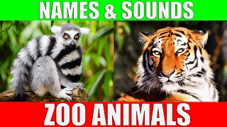 ZOO ANIMALS Names and Sounds to Learn for Kids Preschoolers and Kindergarten [upl. by Ferdy681]