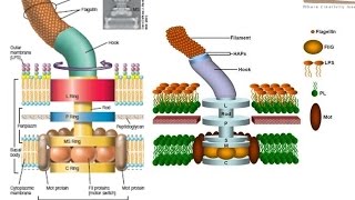 Bacterial flagellum structure [upl. by Joachim]