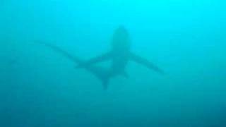 Thresher shark a rare sight [upl. by Tteragram]