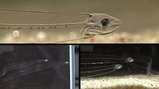 A Strange Transparent Fish  The Leptocephalus  Glass Fish  Colorless Eel Fish  Miracle of God [upl. by Ainot]