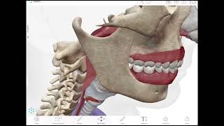 Esophagus Lec1  First Part  generalsurgery [upl. by Bautram205]