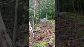 i accidently made bigfoot proof style footage of a deer [upl. by Karna490]