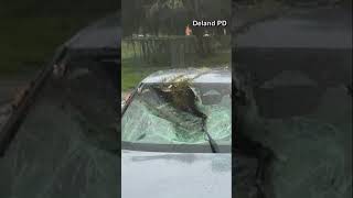 VIDEO  Tree falls on moving car in DeLand Florida ahead of Hurricane Milton [upl. by Riplex]