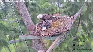 WRDC Eagle Nest Cam 07112024 1137 [upl. by Ahseuqram]