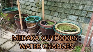 medaka rice fish outdoors  water changes [upl. by Anileba]