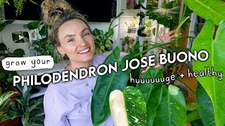 Philodendron Jose Buono 101 Tips  Tricks For Huge Healthy Growth 🌿 [upl. by Mathia437]