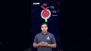 NEET 2024  Malpighian Body  Renal Corpuscle  Important Diagram Based Question shorts [upl. by Marashio]