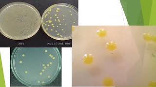 Xanthomonas Parte 1 de 4 [upl. by Marchak]