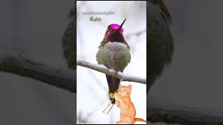 soft birds chirping sound effect  Bird songs for birds  sounds hummingbird🎶🐦👀 [upl. by Eniroc]