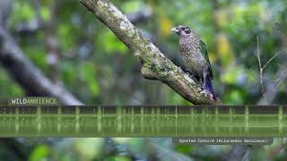 Spotted Catbird Calls amp Sounds  Catlike wailing calls from the Australin rainforest [upl. by Oiralih]