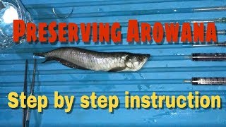 AROWANA FISH  PRESERVING IN FORMALIN  LAB SPECIMEN [upl. by Abehshtab]