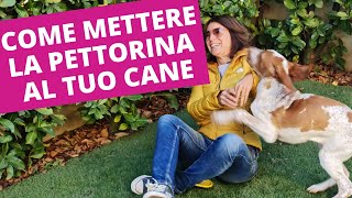 Trucco per mettere la pettorina o collare al tuo cane [upl. by Persis694]