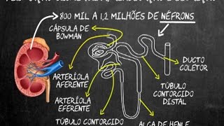 Filtração glomerular reabsorção e secreção [upl. by Irol818]