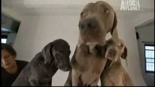 Dogs 101  Weimaraners [upl. by Nirred317]